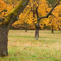 Obstwiese, Atzelsberg | Orchard, Atzelsberg