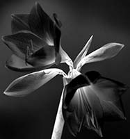 Schwarz in Blüte, K-Studio | Black in Bloom, K-Studio