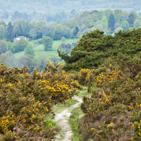Ashdown Forest