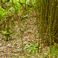 Carwinion Haus Garten | Carwinion House Garden, Mawnan Smith