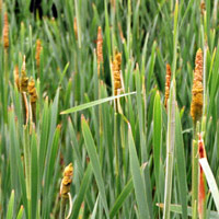 Gr&auml;ser - grasses