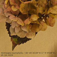 Herbarium, K-Studio