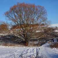 Schneefelder, Kalchreuth | Fields of Snow, Kalchreuth