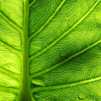 Bl&auml;tter | leaves