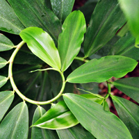 Pflanzen - plants