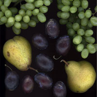 Scan-Obst | Scanned Breakfast