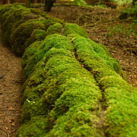 Steinerne Rinne, Erasbach | Stone Furrow, Erasbach