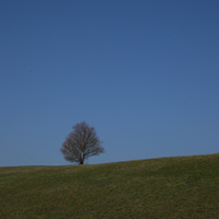 B&auml;ume | trees