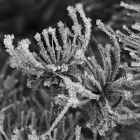Wintergräser | Winter Grasses