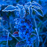 Winterblätter | Winterleaves