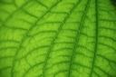 005527
