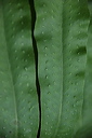 005528