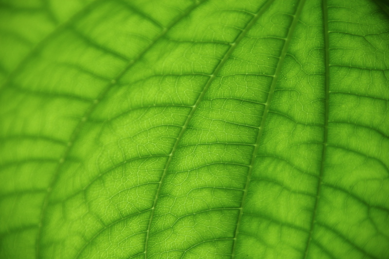 005527.jpg