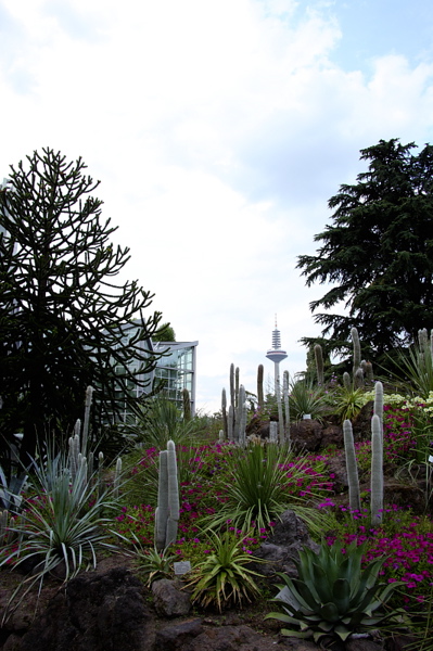 009545.jpg