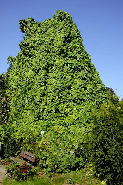009592.jpg